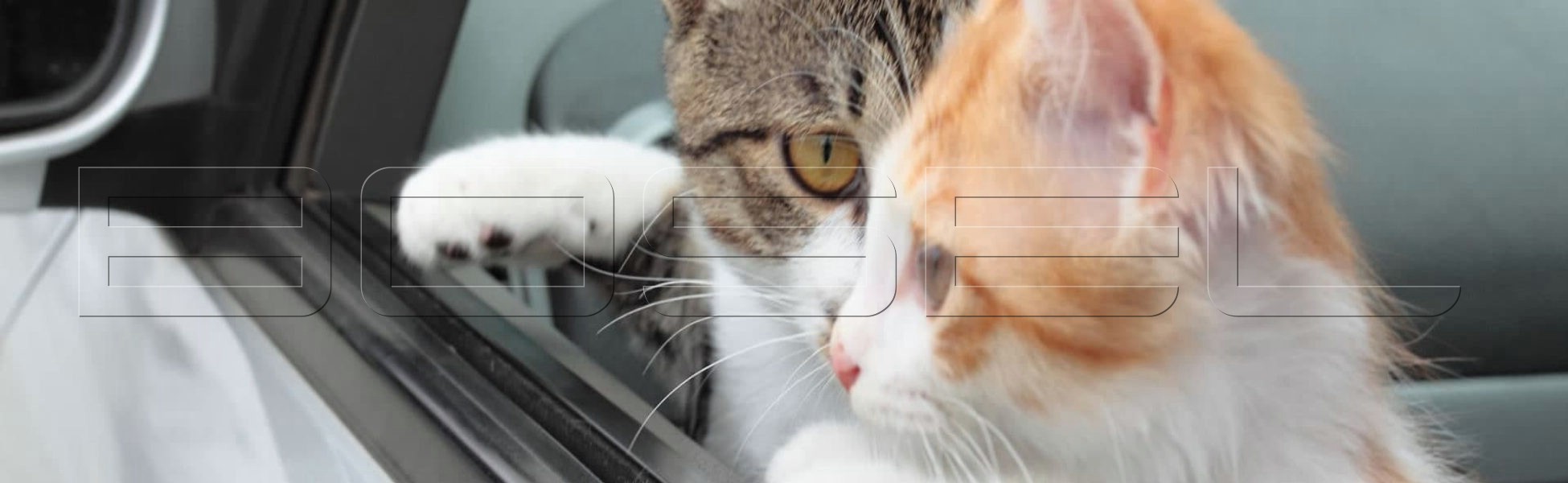 Kedi Taşıma