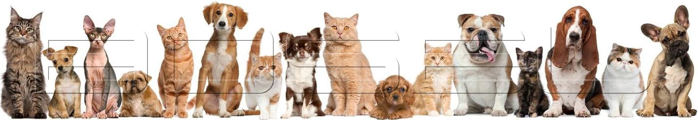 Pet Taşıma